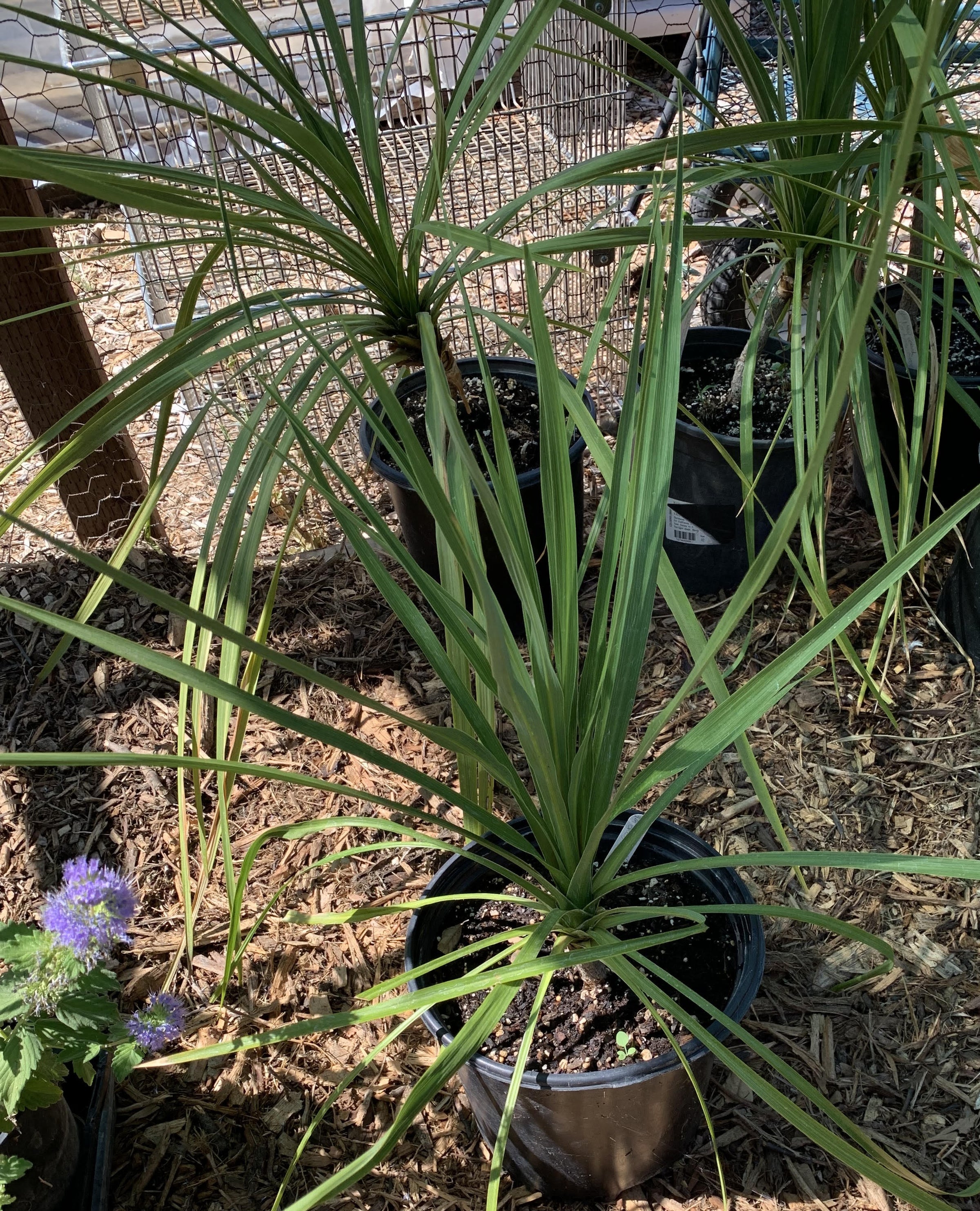pots for spider plants ASSORTED SPIDER PLANT 6in